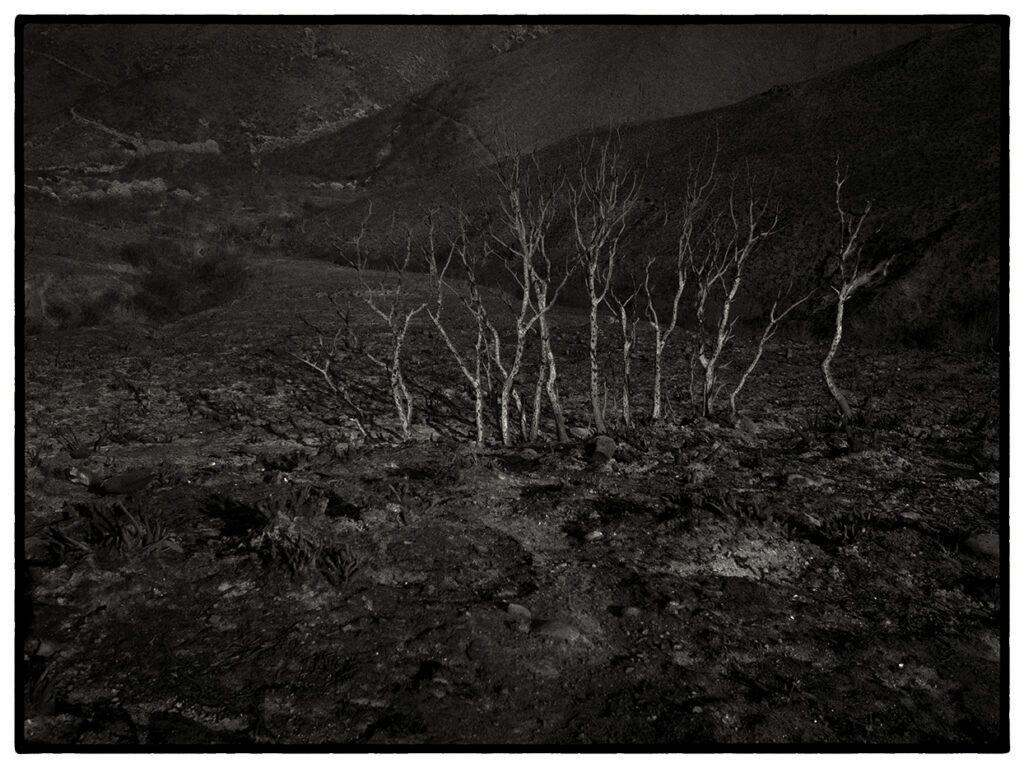 ©Luis de las Alas